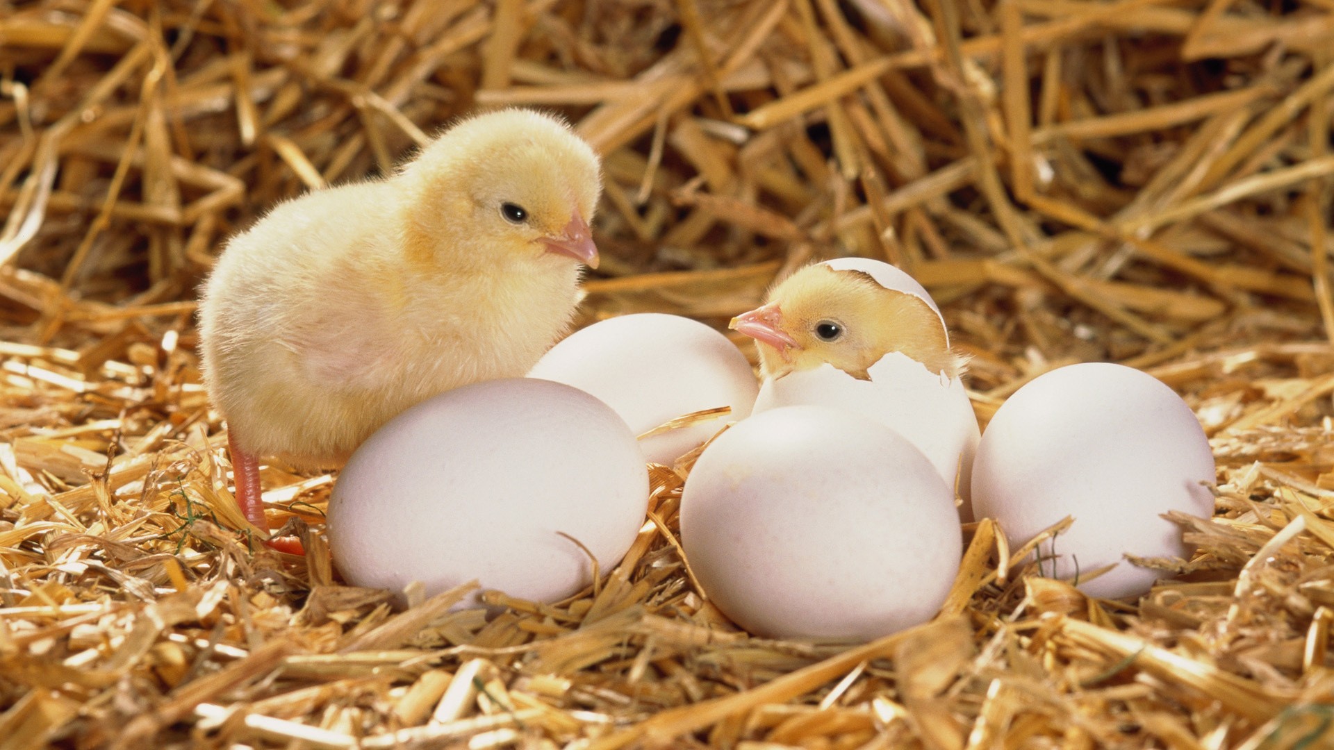 chicks-hatching-eggs-hay-fowl-chick-egg-animals-1080x1920 - Church of The  Rock